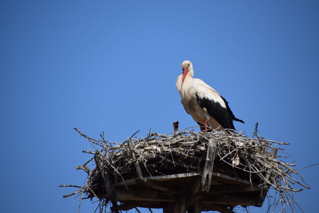 Storch im Nest auf der destinaTOUR in Hitzacker